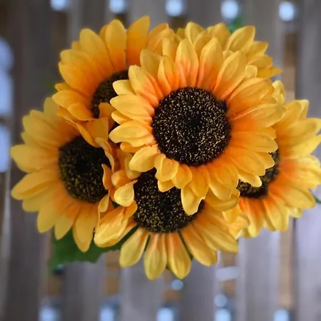 Sunflower021